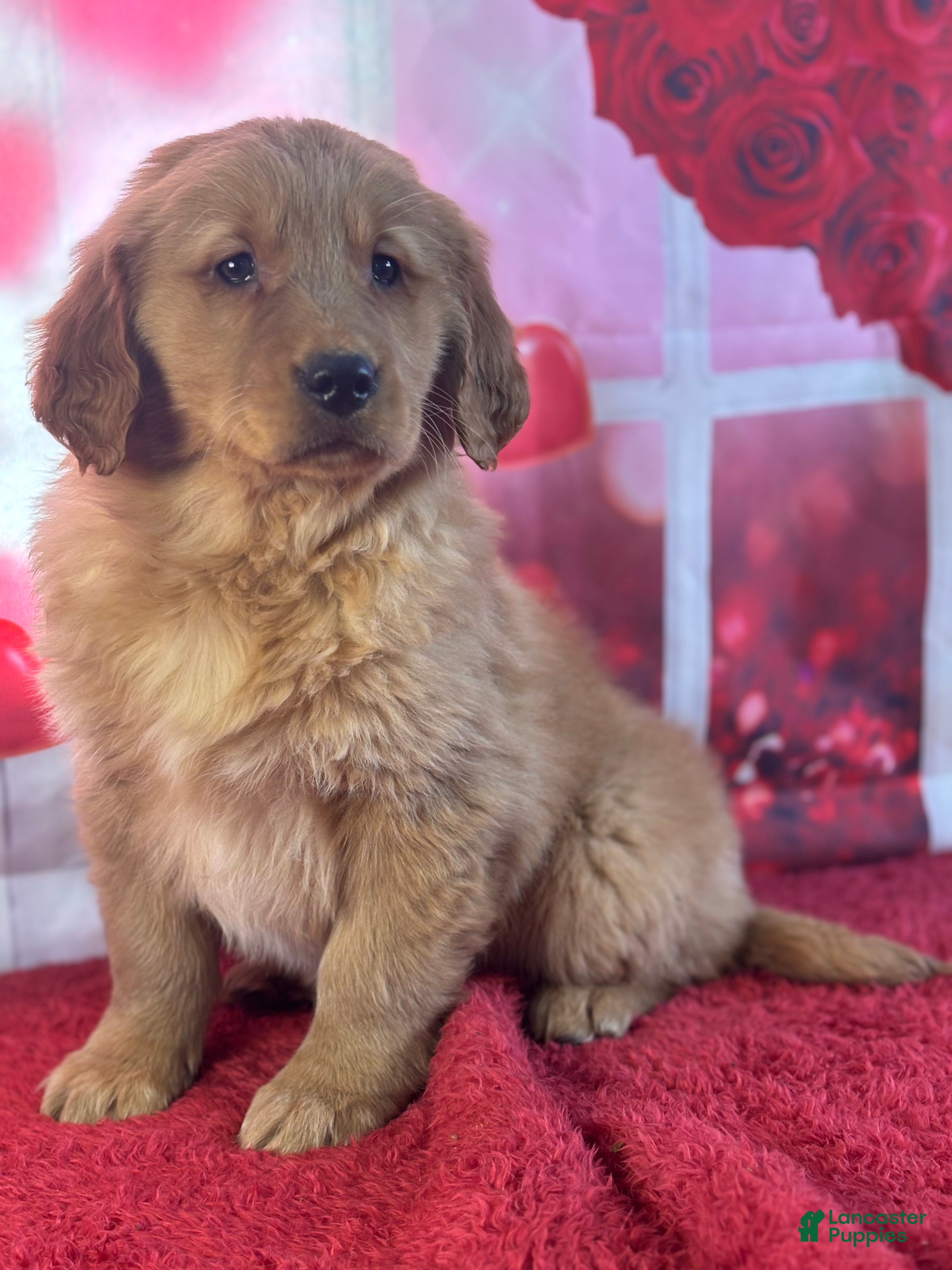 Golden Retriever dogs Kyle - Ad 2