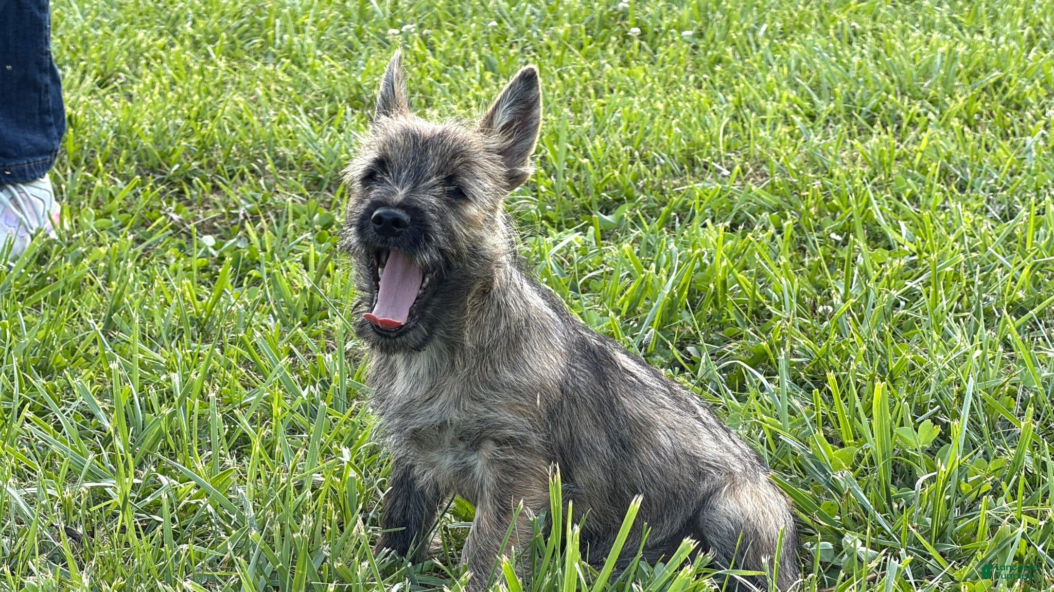 Cairn Terrier dogs Daisy  - Ad 2