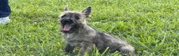 Cairn Terrier dogs for sale: Daisy  - Ad 2