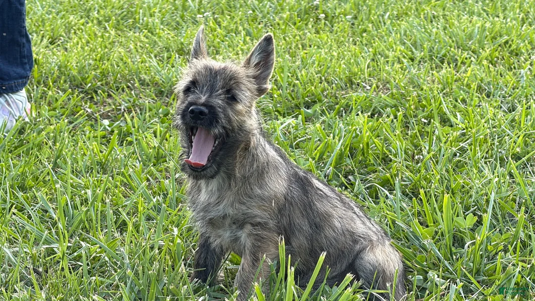 Cairn Terrier dogs for sale: Daisy  - Ad 2