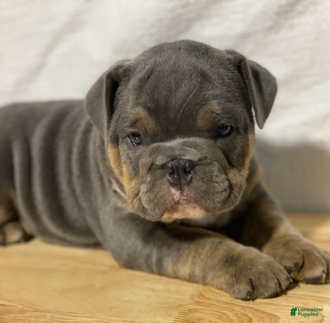 English Bulldog dogs for sale: Dolly - Ad 2