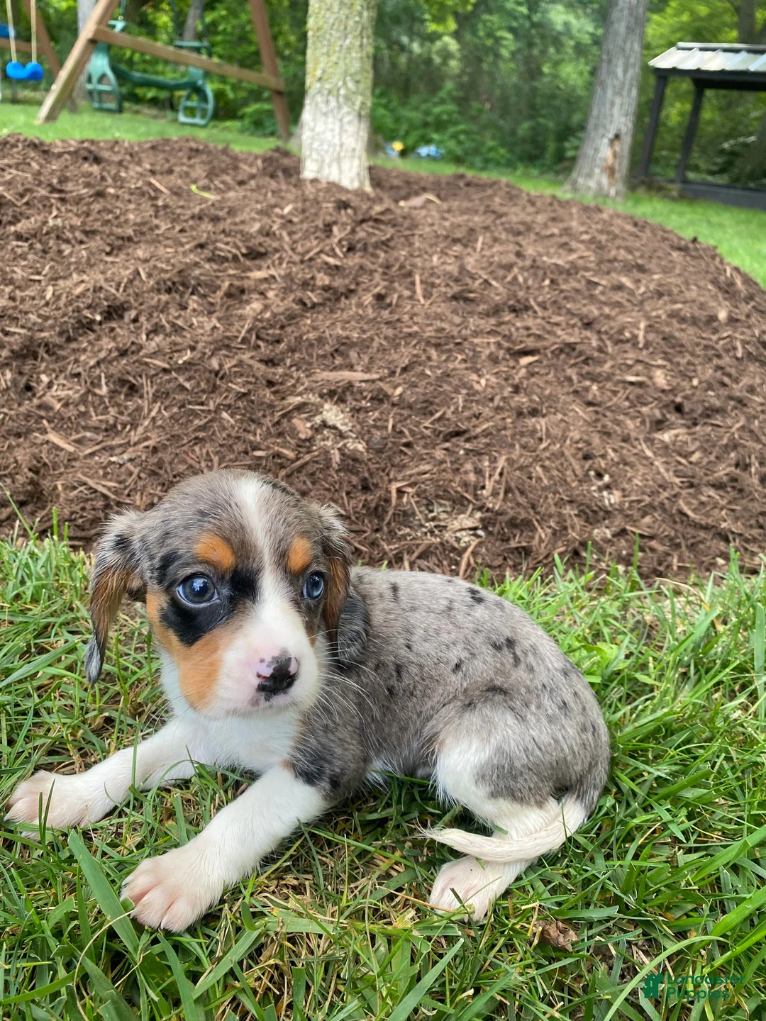 Beaglier dogs for sale: Ace - Ad 10