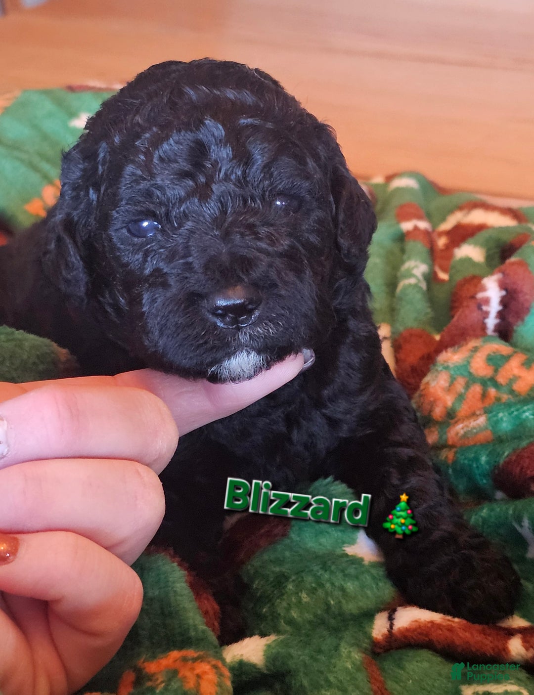 Goldendoodle dogs for sale: Blizzard - Ad 2