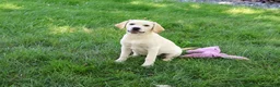 Labrador Retriever dogs for sale: Whitney - Ad 1