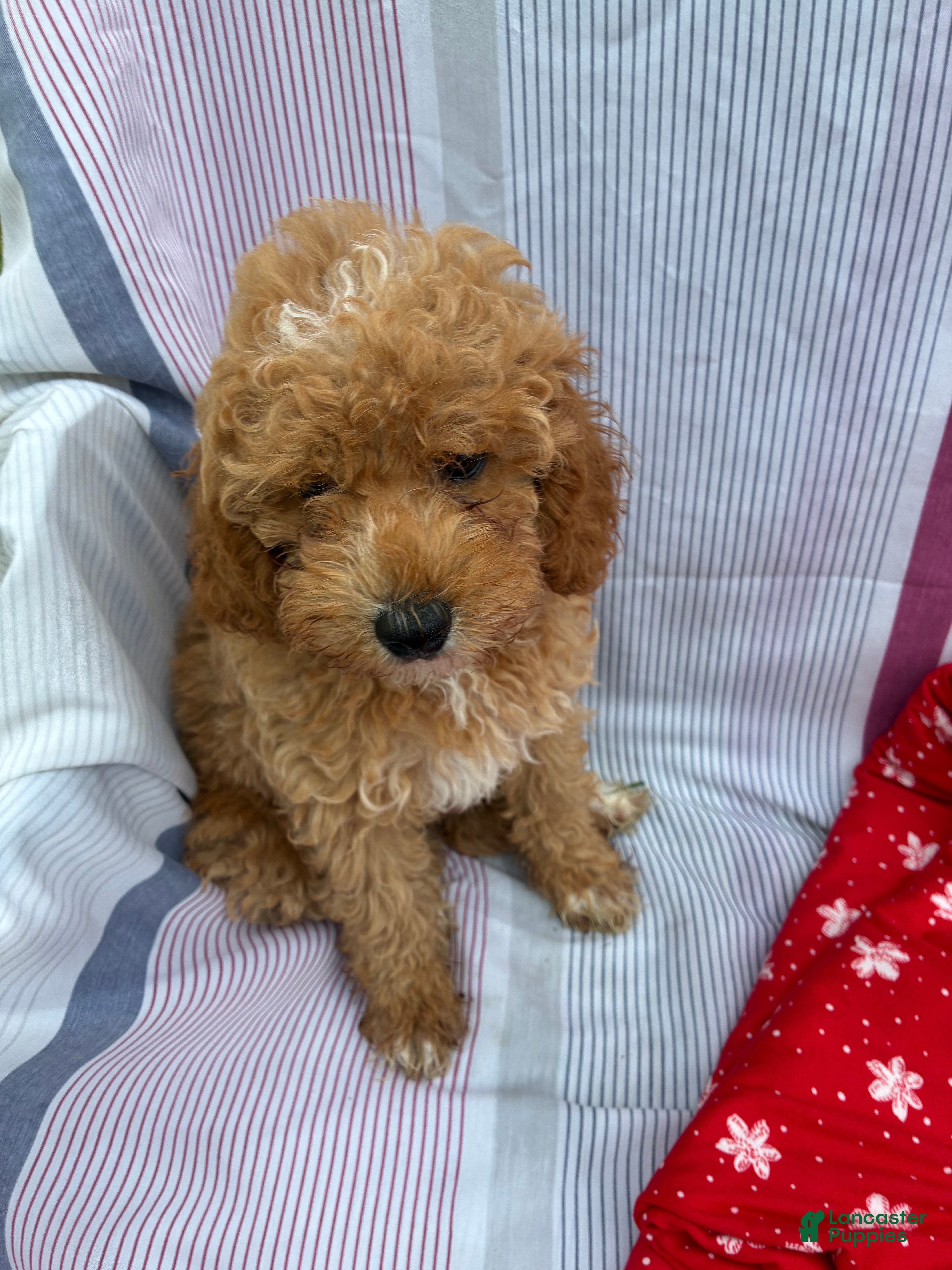 Mini Goldendoodle dogs Mini Goldendoodle 1 Conner - Ad 2