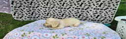 Miniature Dachshund dogs for sale: Bubbles - Ad 7