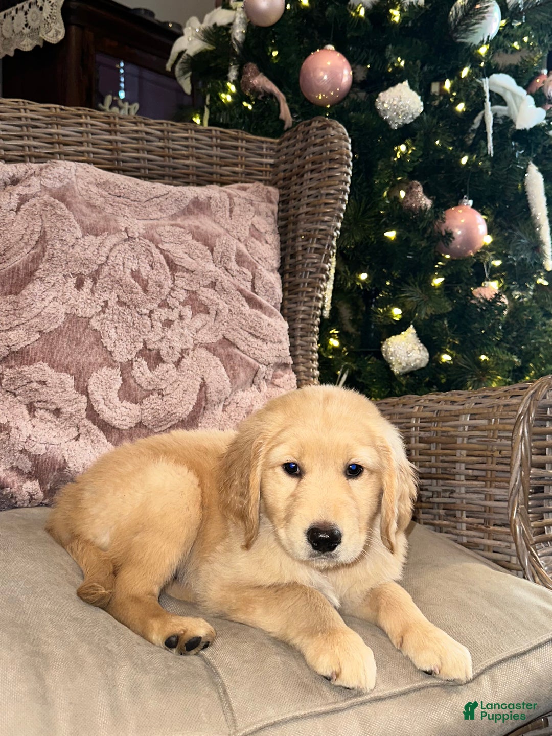 Golden Retriever dogs for sale: Golden Retriever Dark Pink Girl - Ad 41