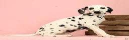 Dalmatian dogs for sale: Roscoe - Ad 9