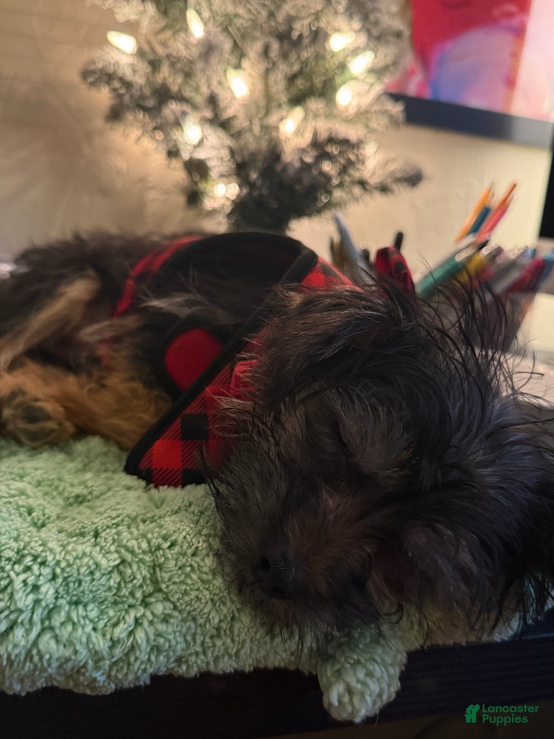 Yorkiepoo dogs for sale: Teddy - Ad 7