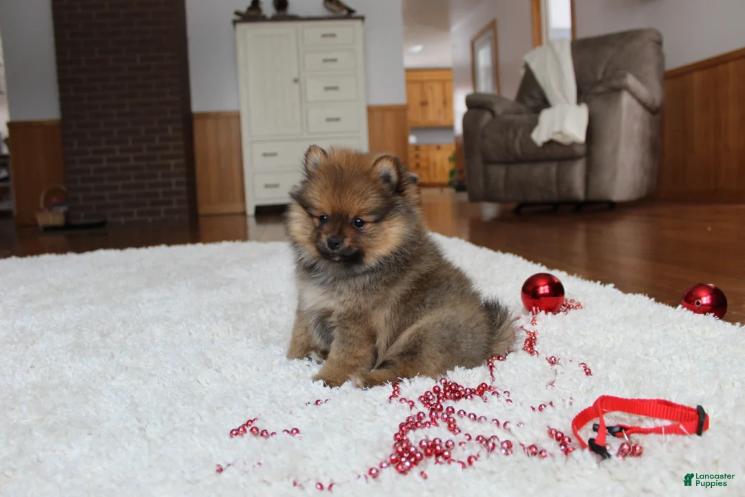 Pomeranian dogs for sale: Lyle - Ad 14