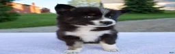 Pomsky dogs for sale: Molly - Ad 5