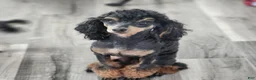 Miniature Poodle dogs for sale: Sixlet - Ad 8