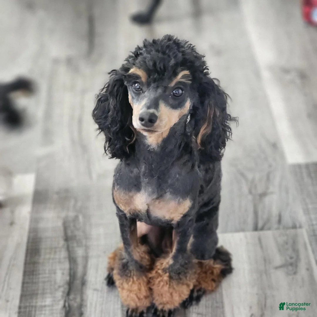 Miniature Poodle dogs for sale: Sixlet - Ad 8