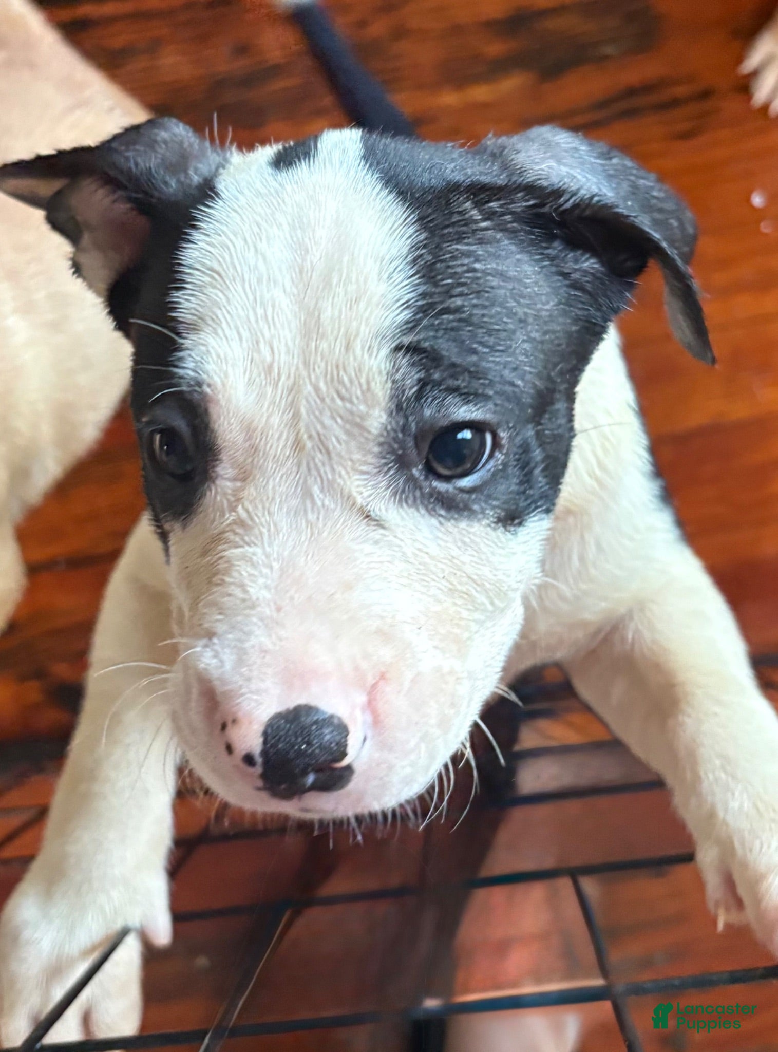 American Pit Bull Terrier dogs American Pit Bull Terrier 1 - Ad 33