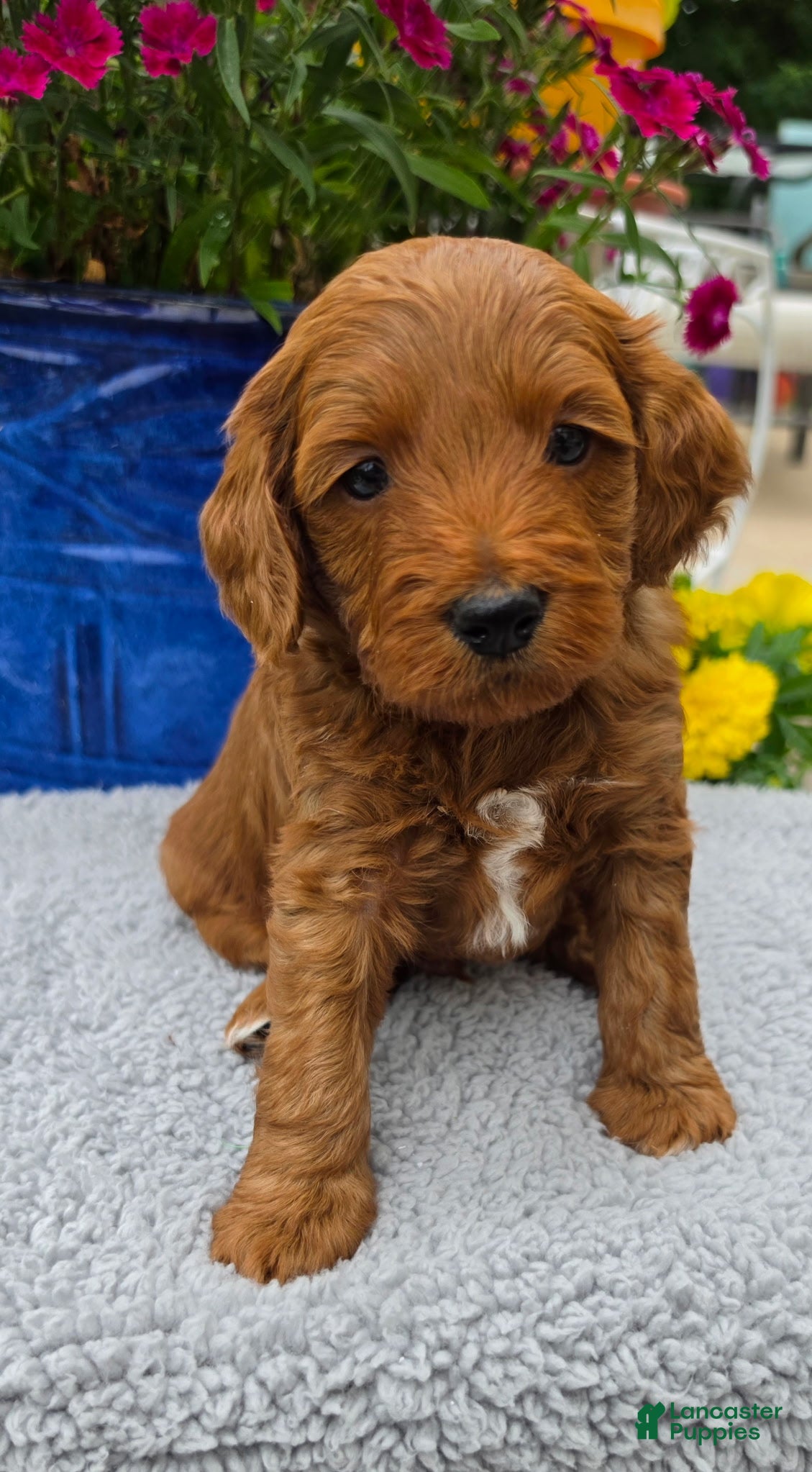 Mini Goldendoodle dogs Taurus - Male - Ad 32