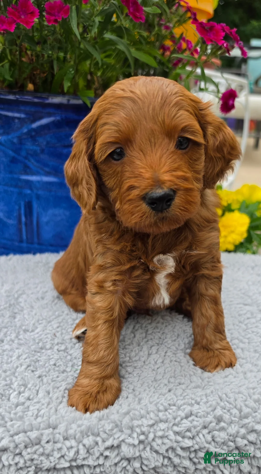 Mini Goldendoodle dogs for sale: Taurus - Male - Ad 1