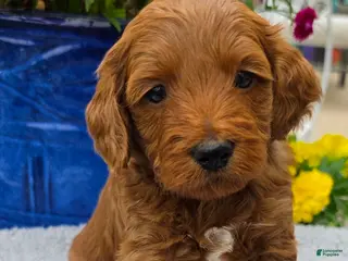 Mini Goldendoodle dogs Taurus - Male - Ad 32