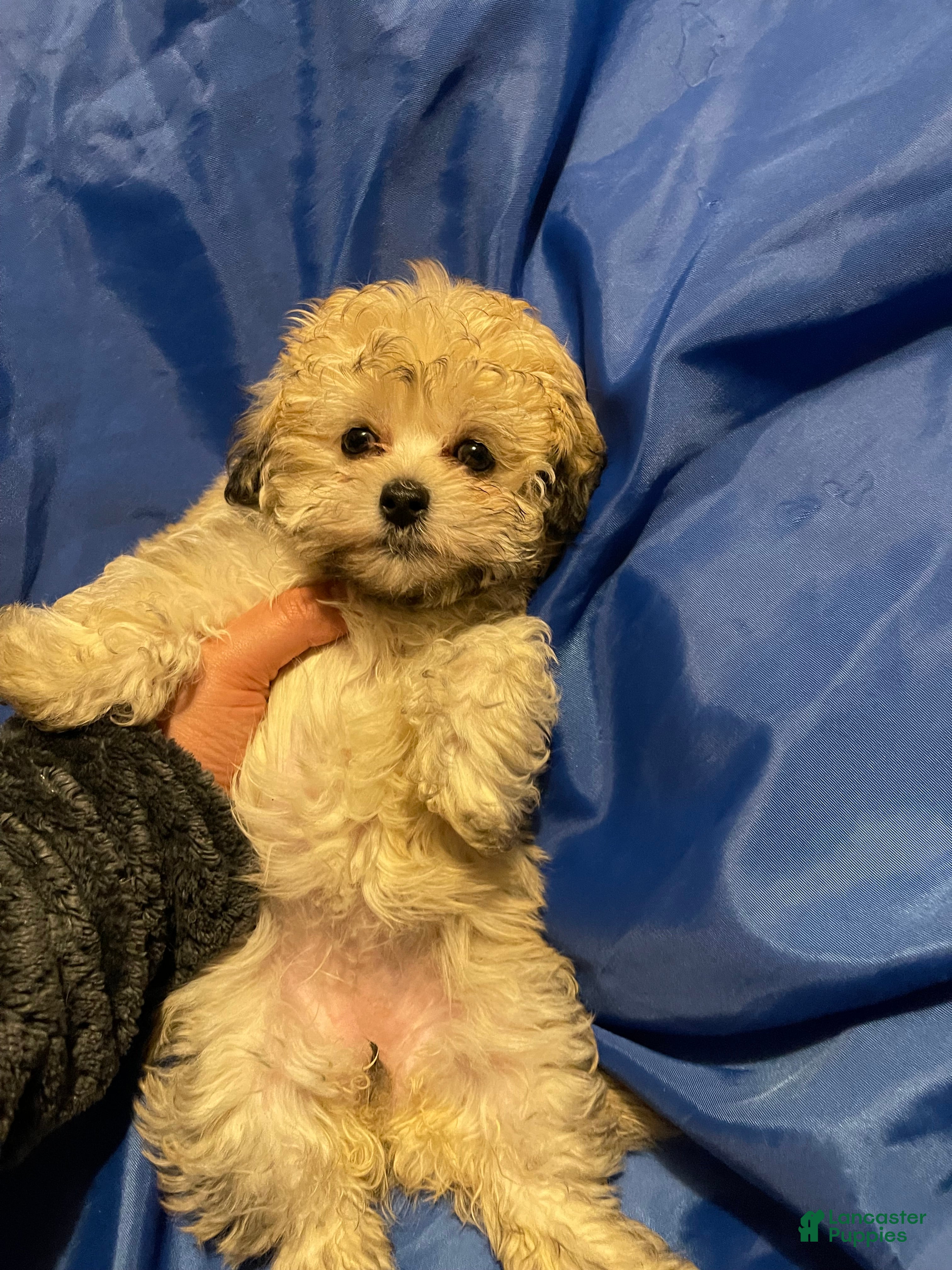 Maltipoo dogs Maya  - Ad 13