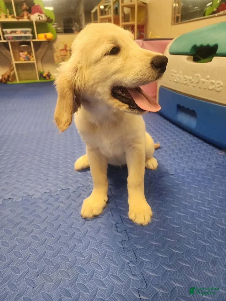 Golden Retriever dogs Golden Retriever 4 - Ad 1