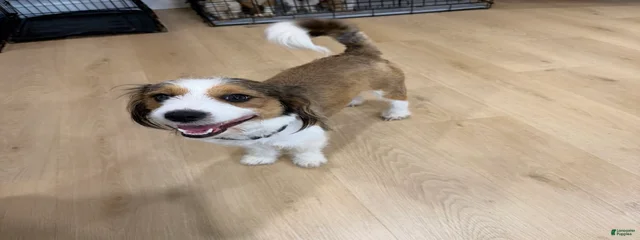 Oreo