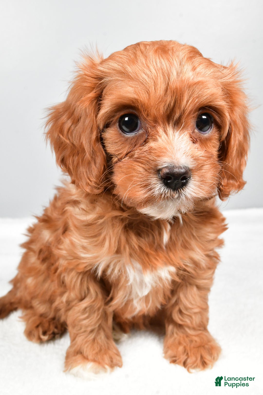 Cavapoo dogs for sale: Sasha - Ad 7
