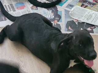 Mixed Breed dogs - Ad 5