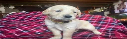 Golden Retriever dogs for sale: Lucas - Ad 23