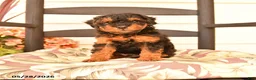 Miniature Poodle dogs for sale: Junior - Ad 1