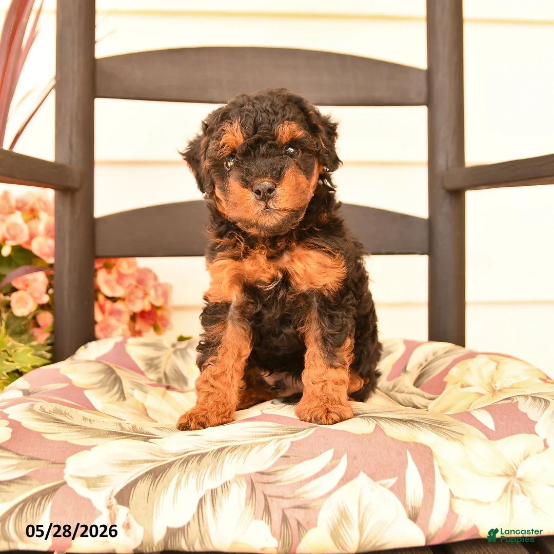 Miniature Poodle dogs for sale: Junior - Ad 1