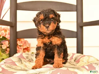 Miniature Poodle dogs for sale: Junior - Ad 1