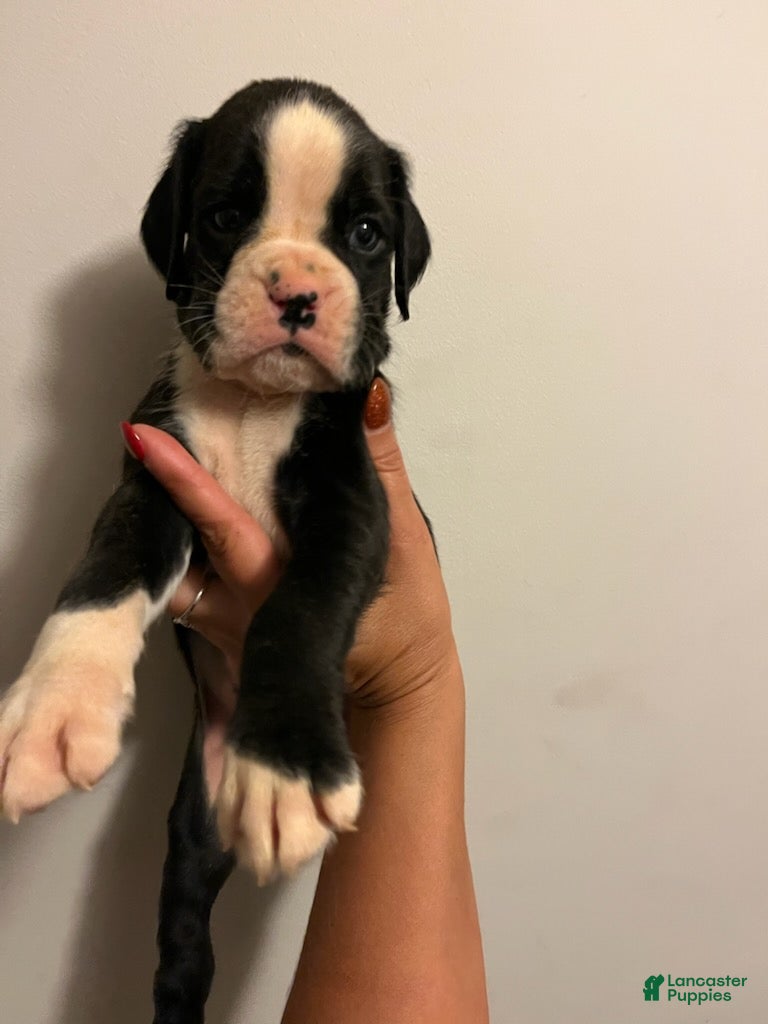 Boxer dogs for sale: Boy - Ad 2