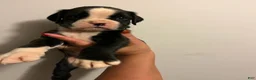 Boxer dogs for sale: Boy - Ad 2
