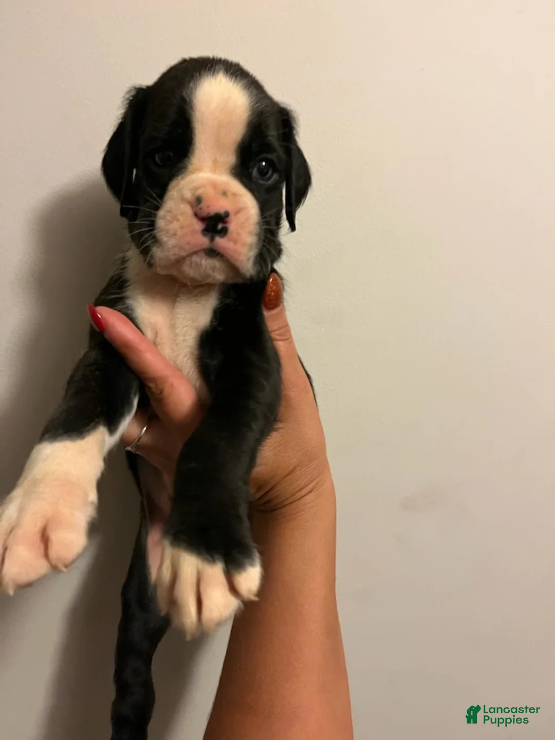 Boxer dogs for sale: Boy - Ad 2