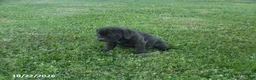 Cane Corso dogs for sale: Abby - Ad 3