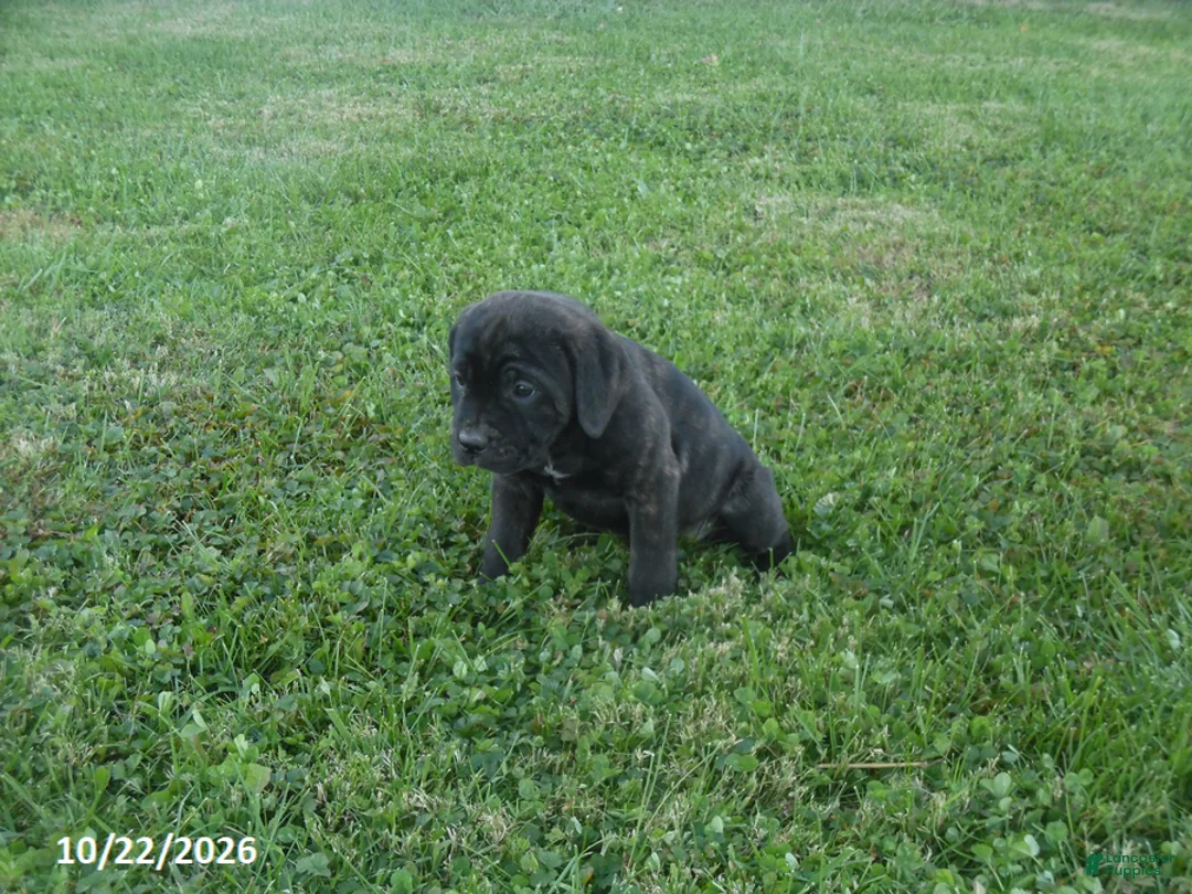 Cane Corso dogs for sale: Abby - Ad 3