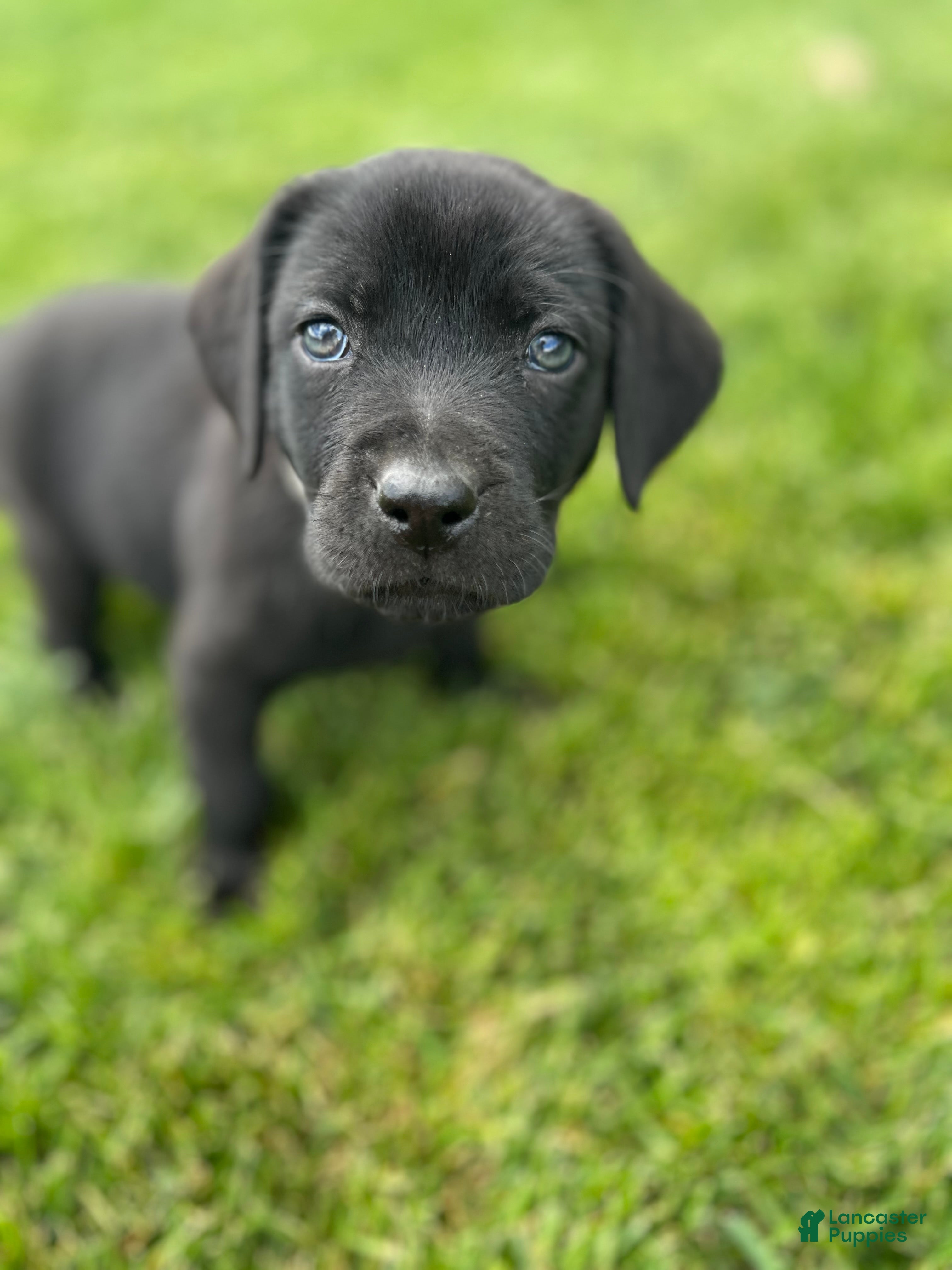 Labrador Retriever dogs River (White Collar) - Ad 1