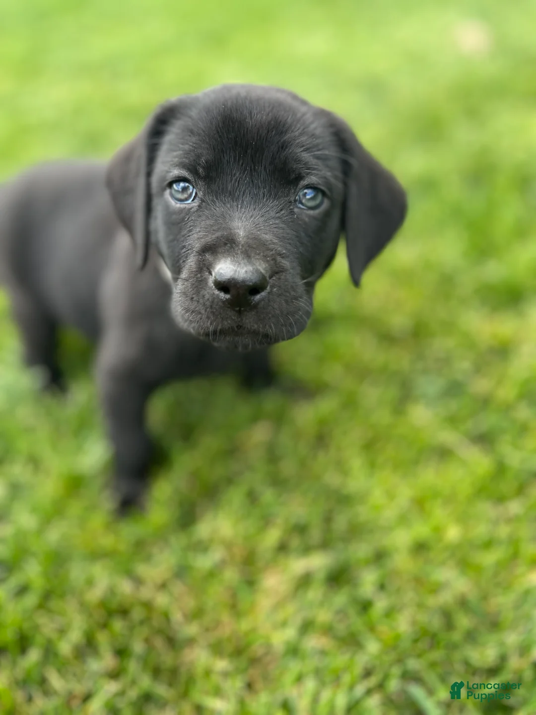 Labrador Retriever dogs for sale: River (White Collar) - Ad 1