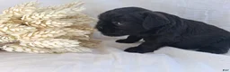 Affenpinscher dogs for sale: LLW JAMES - Ad 5