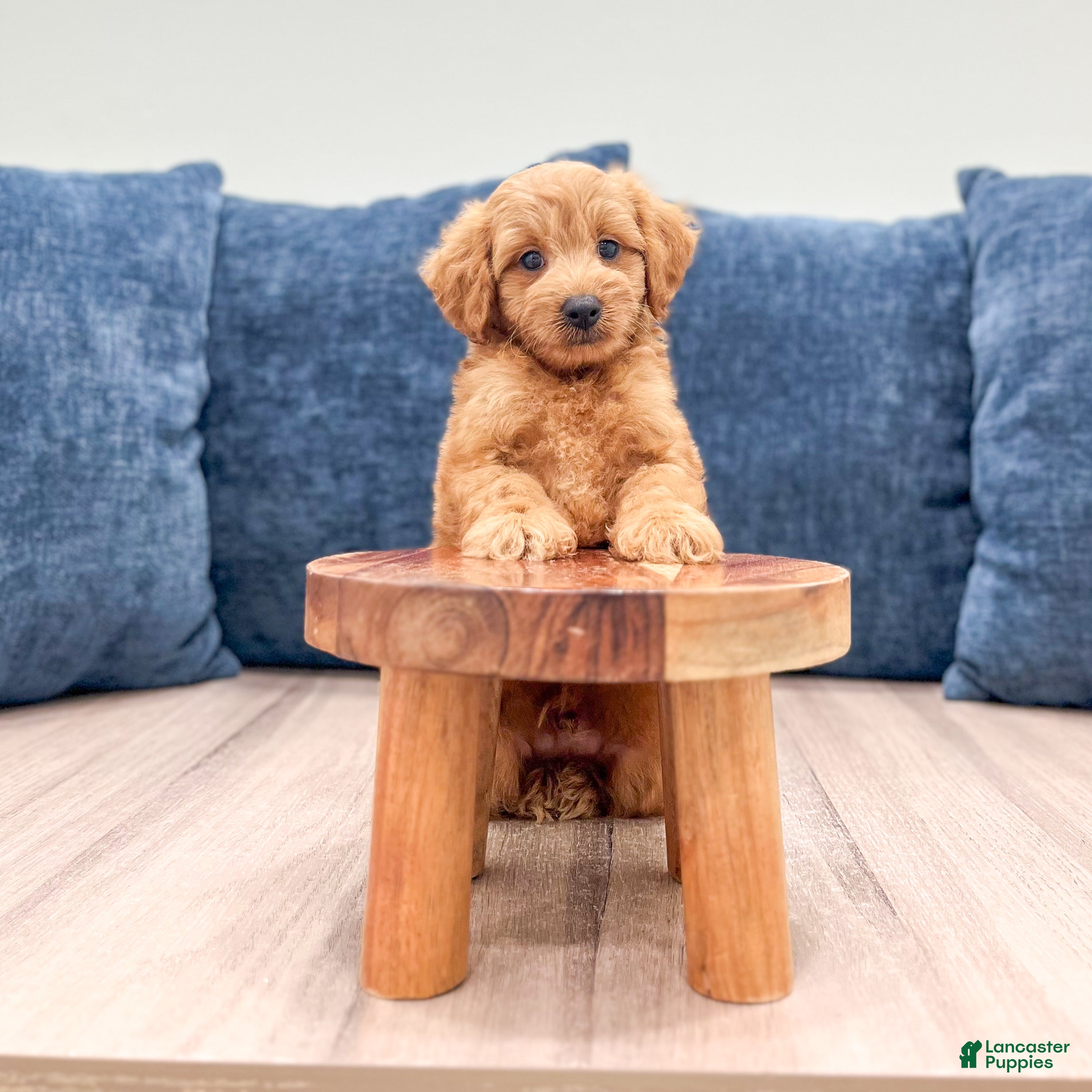 Miniature Labradoodle dogs Oliver - Ad 2