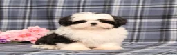 Shih Tzu dogs for sale: Jaxon  - Ad 6