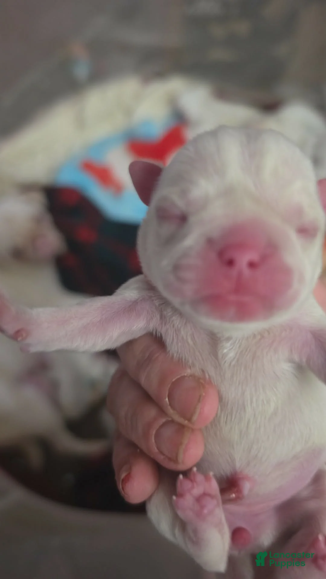 Pug dogs for sale: Wrinkled Peach - Ad 2