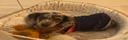 Dachshund dogs for sale: Dachshund Puppy 1 - Ad 2