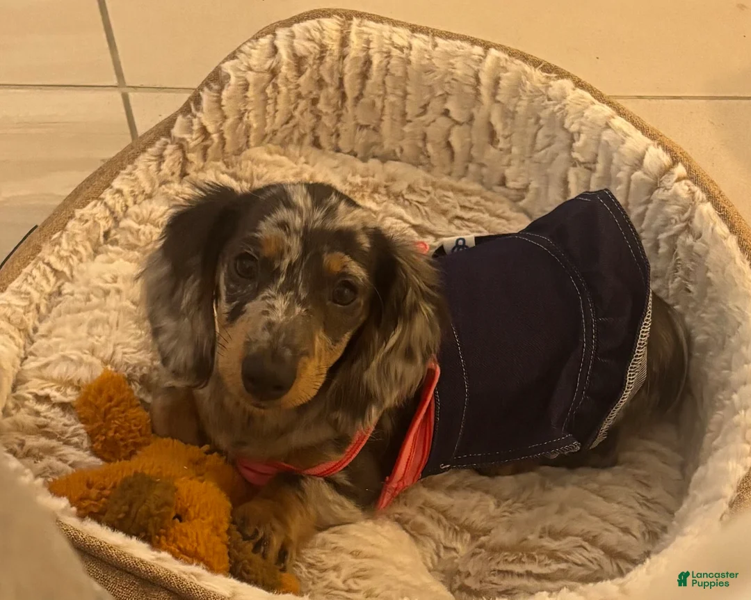 Dachshund dogs for sale: Dachshund Puppy 1 - Ad 2