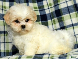 Teddy Bear dogs - Ad 17