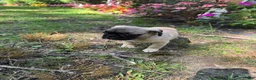 Frug dogs for sale: Frug 1 - Ad 5