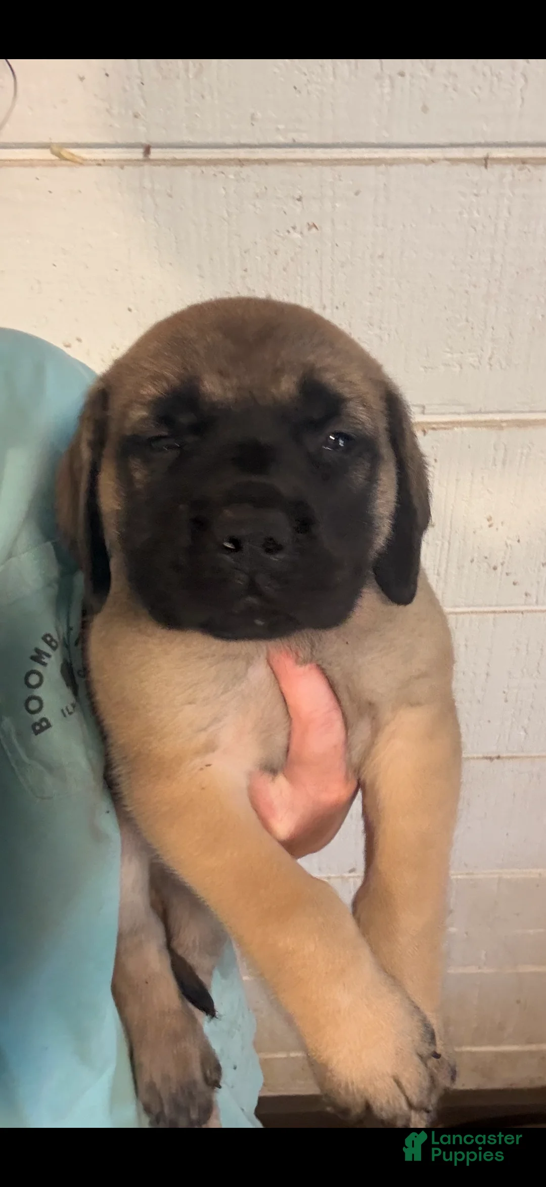 English Mastiff dogs for sale: English Mastiff Puppy 8 - Ad 5