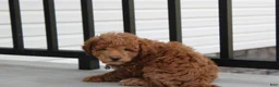 Bichpoo dogs for sale: Flynn  - Ad 14