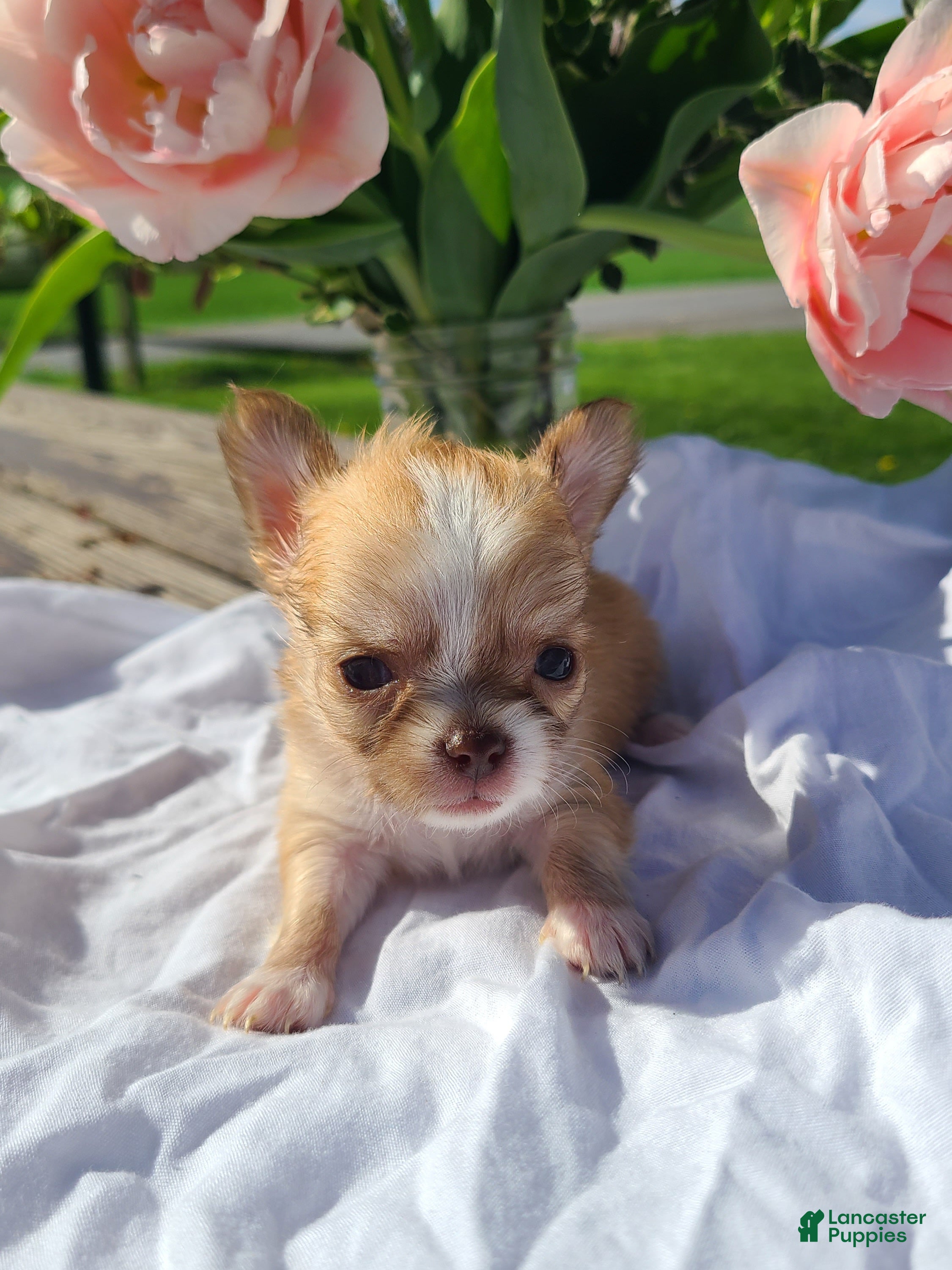 Chihuahua dogs Hibiscus - Ad 1