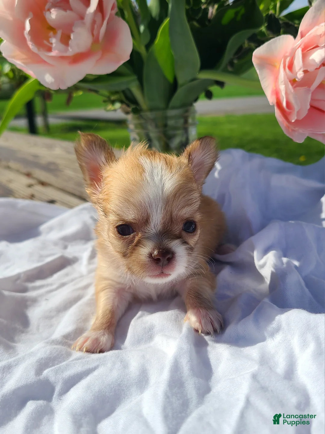 Chihuahua dogs for sale: Hibiscus - Ad 1