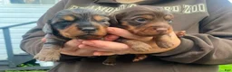 Mixed Breed dogs for sale: Jeagar - Ad 2